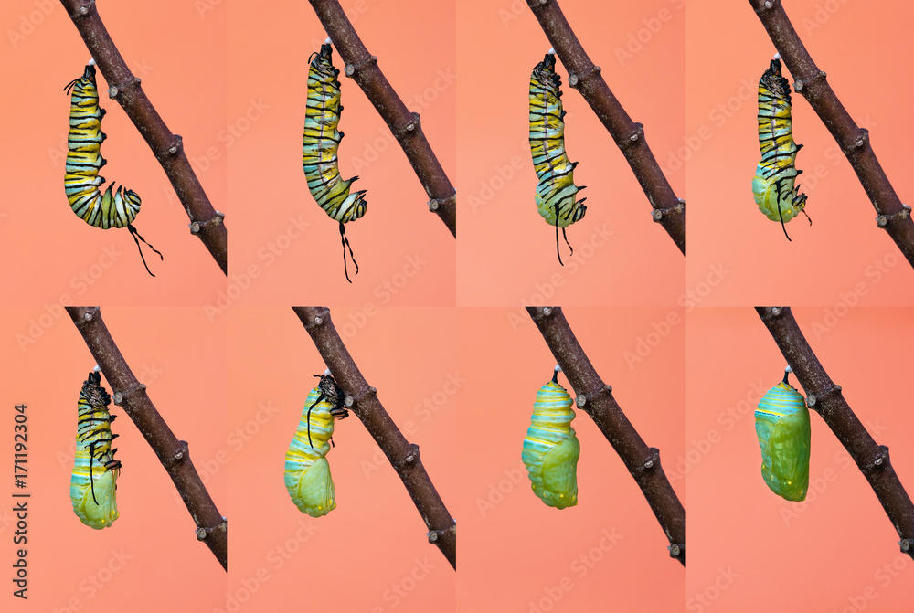 Obraz premium Przepoczwarczenie motyla monarchy, metamorfoza od gąsienicy do poczwarki.