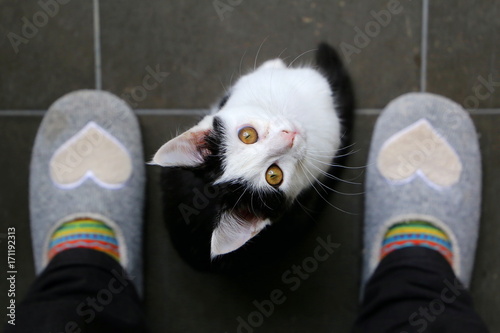 Cute black and white kitten is looking up to its owner