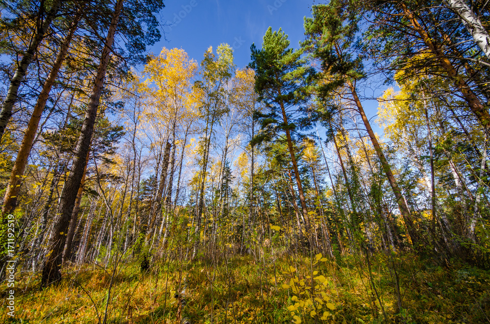 Fototapeta premium Wild nature in the summer. Forest with trees