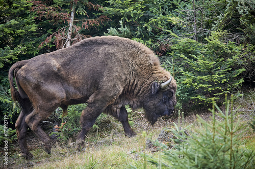 Wisentbulle Wisent Bos bonasus