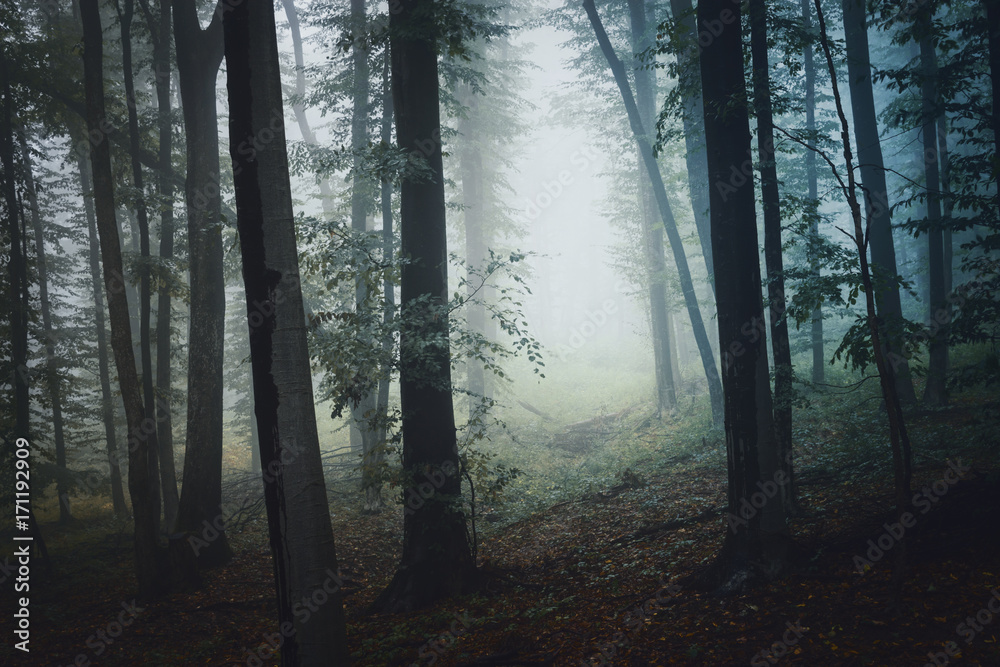 forest path in fog, mysterious atmosphere background