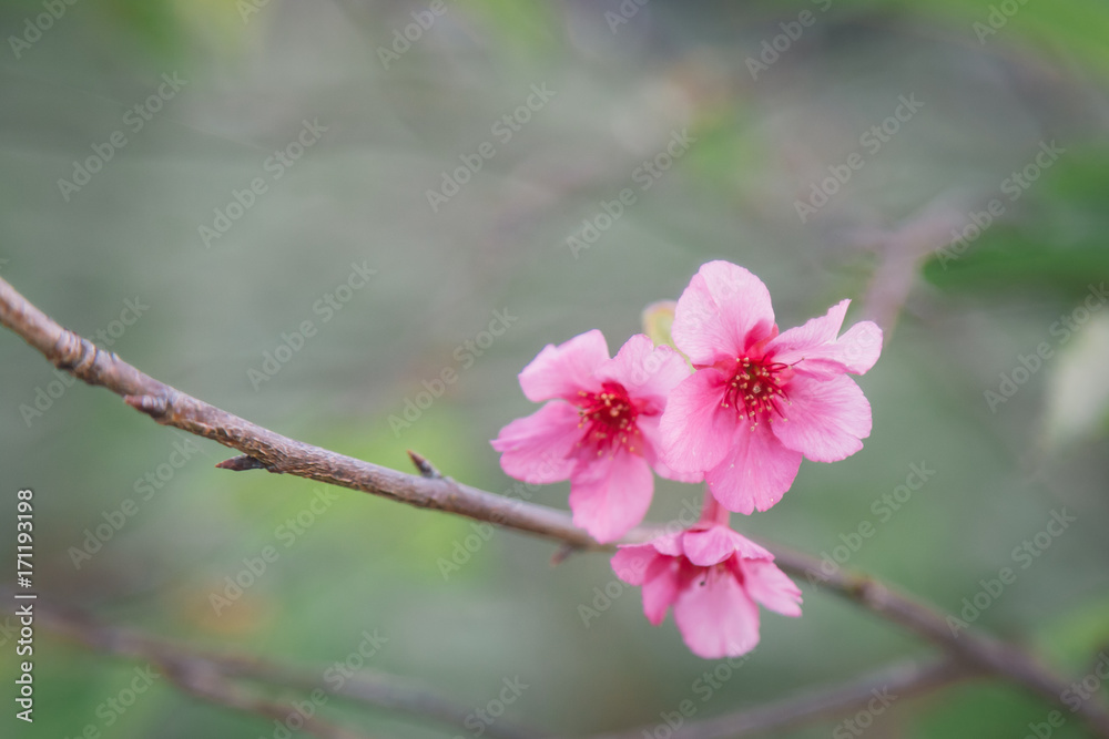 Pink flowers on the branches Pink flowers on the branches