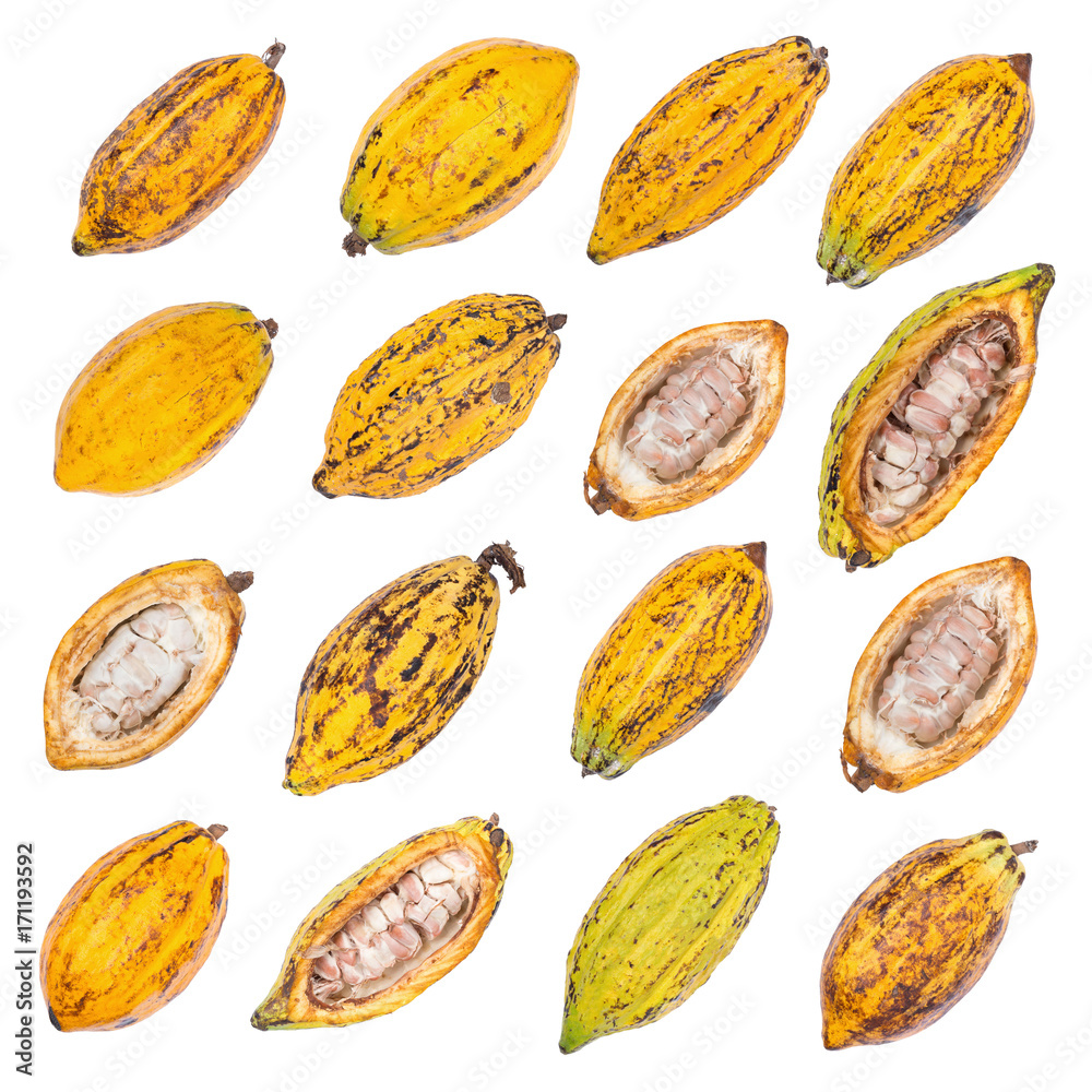 Cacao fruit, raw cacao beans, Cocoa pod isolated on white background Cacao fruit, raw cacao beans, Cocoa pod isolated on white background