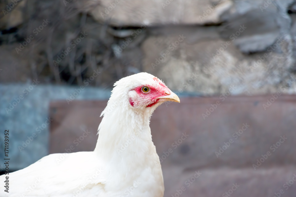Portrait of a young white chicken on a natural background Portrait of a young white chicken on a natural background