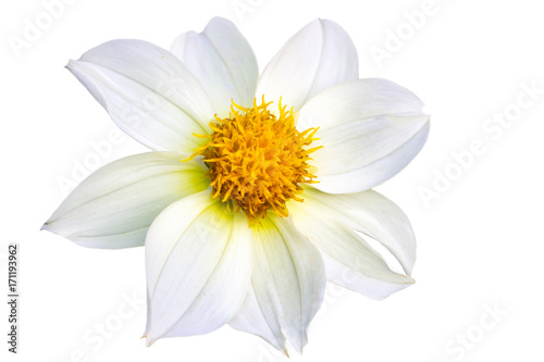 Beautiful white dahlia flower. White flower on white background