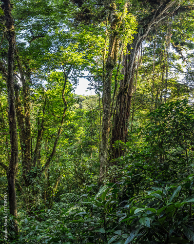 Old tree in Monteverde Cloud Forest Reserve view