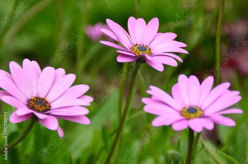 Pink flowers