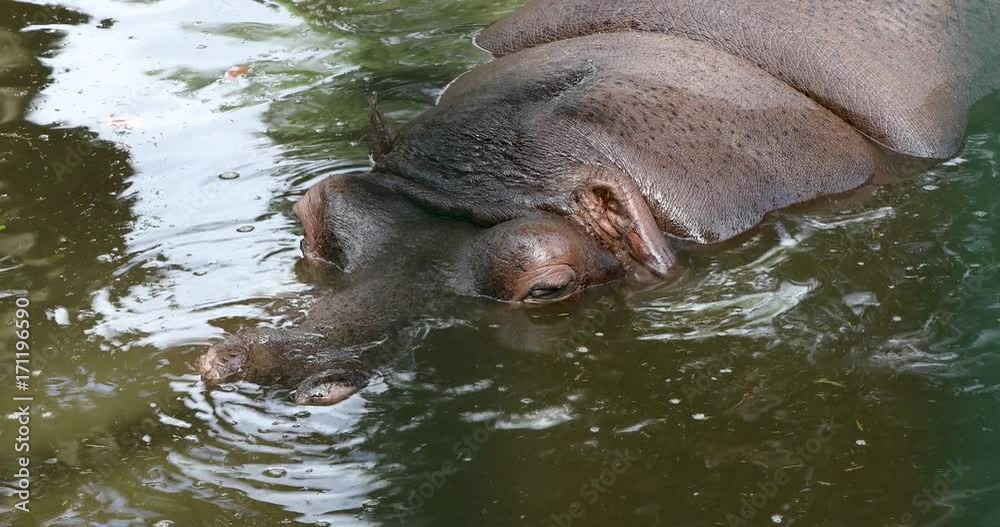 hippopotamus relaxing in the water hippopotamus relaxing in the water
