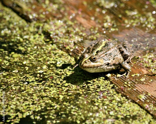 frog sits and basks in the sun