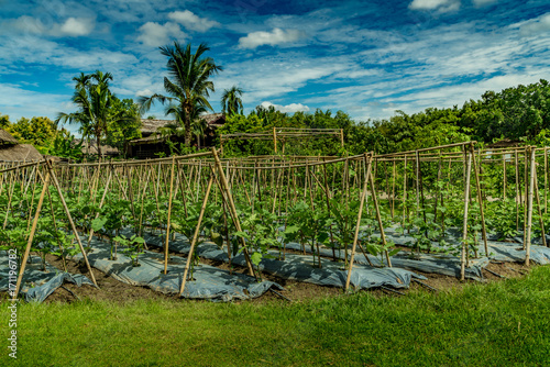 Vegetable garden in countryside
