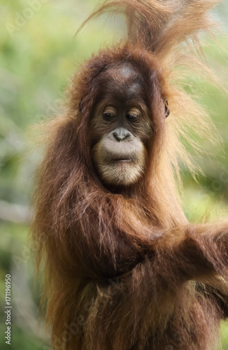 A Close Portrait of a Young Orangutan