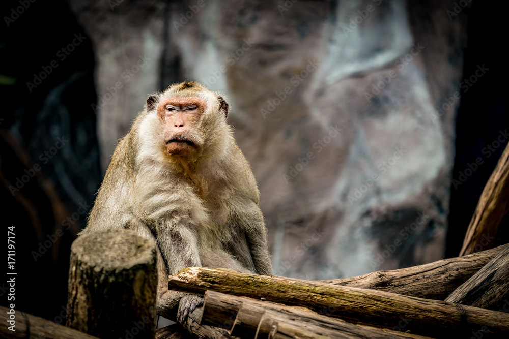 Old brown monkey Old brown monkey