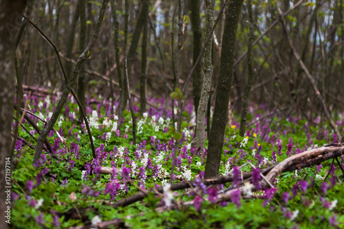 Fototapeta Naklejka Na Ścianę i Meble -  Bright flowers in the forest