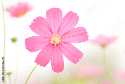 Close up and over exposure of pink cosmos flowers blooming in pastel color , soft and blurred background.
