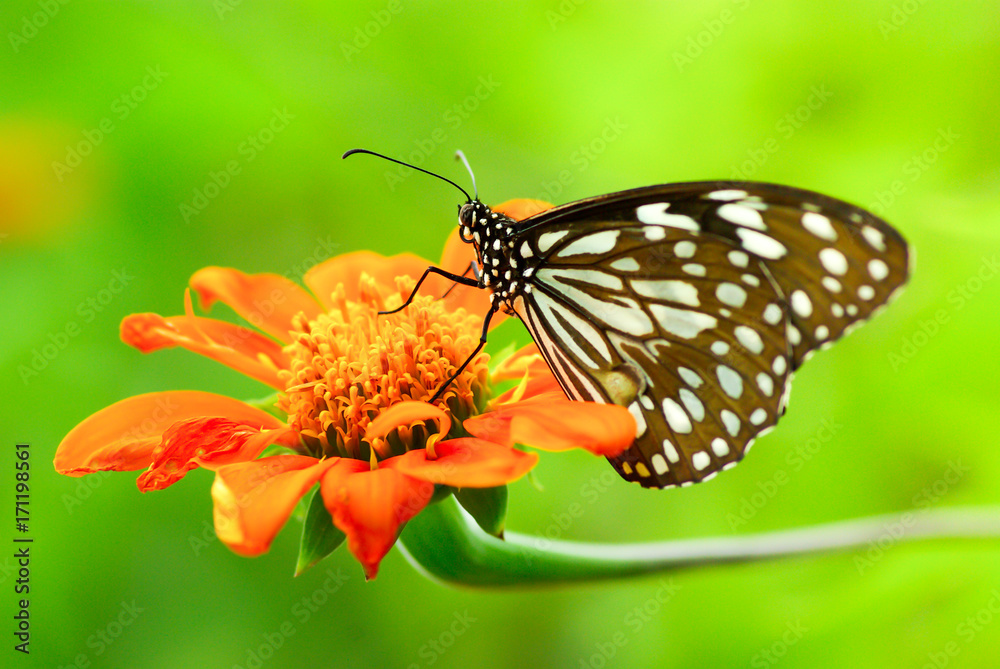 Butterfly on orange marigold flower Butterfly on orange marigold flower