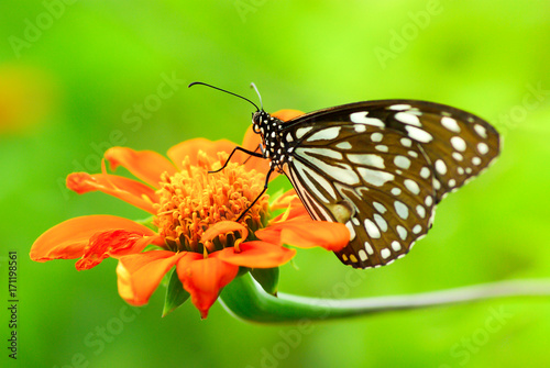 Butterfly on orange marigold flower