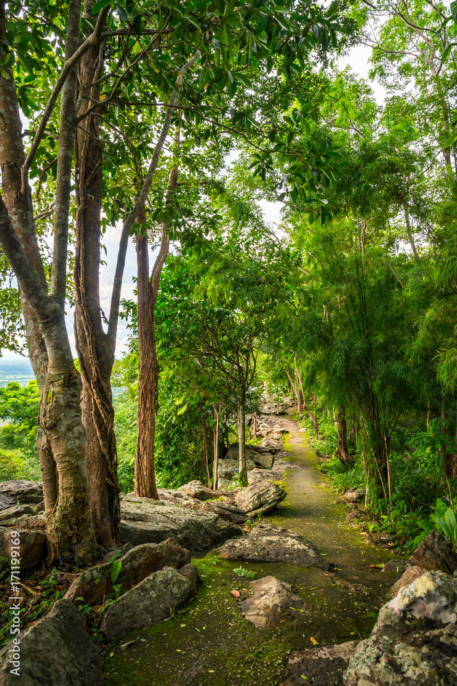 Forest path Forest path