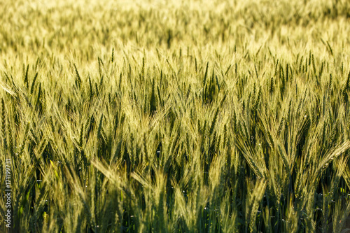 Green grass field Rich harvest wheat field Fresh crop of wheat.