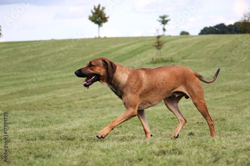 brauner Hund hat viel Spaß im Park