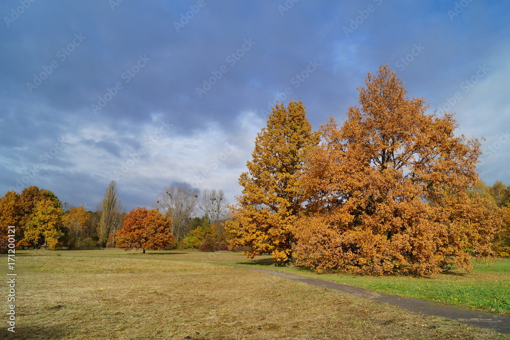 Beautiful autumn landscape - great autumn trees - autumn alley

