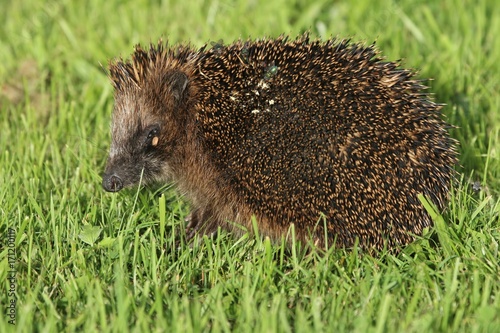 Igel (Erinaceidae) photo