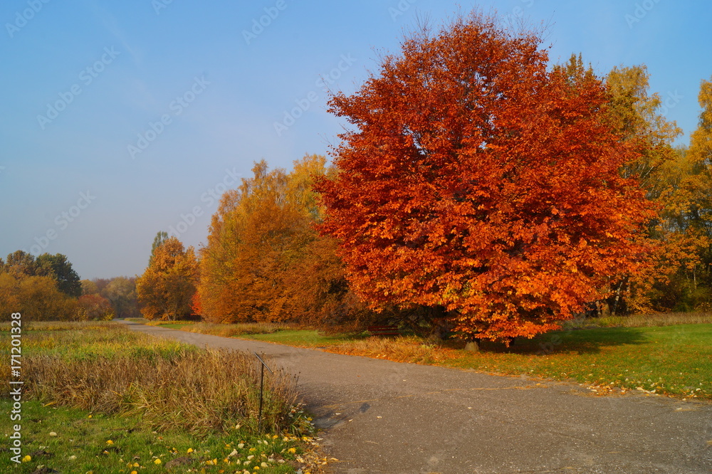 Fototapeta premium Beautiful autumn landscape - great autumn trees - autumn alley 