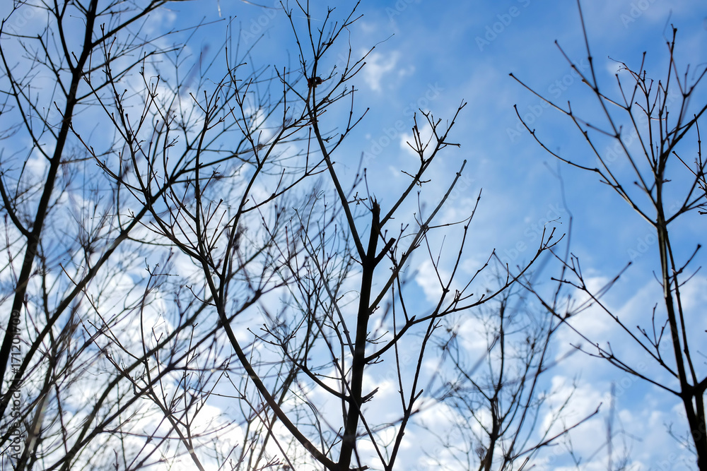 Obraz premium Abstract looking up view to tree branch in autumn with blue sky background.