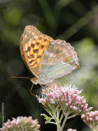 Argynnis photo