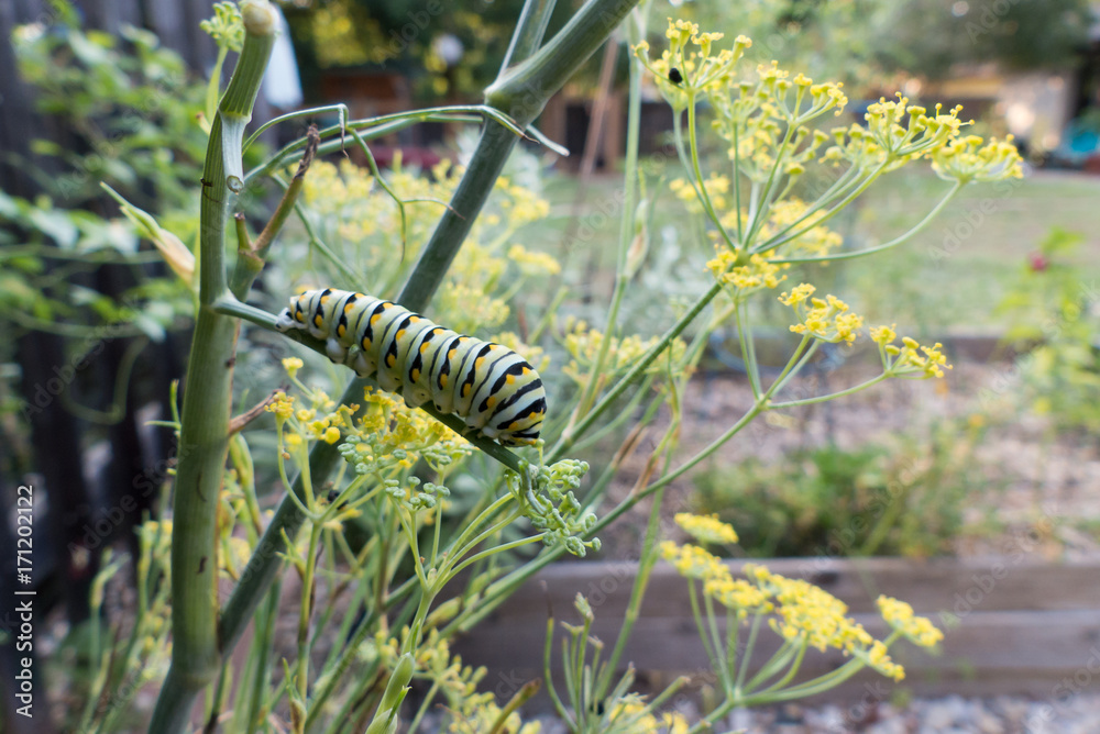 caterpillar of black swallowtail feasts on a fennel plant in an organic