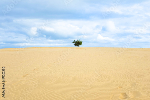 A lone tree stand on the sand. Beautiful landscape at desert with cloudy scene.