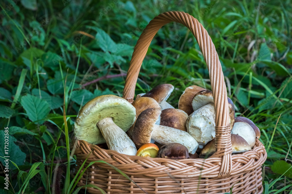 Detail of wicker basket with edible mushrooms Detail of wicker basket with edible mushrooms