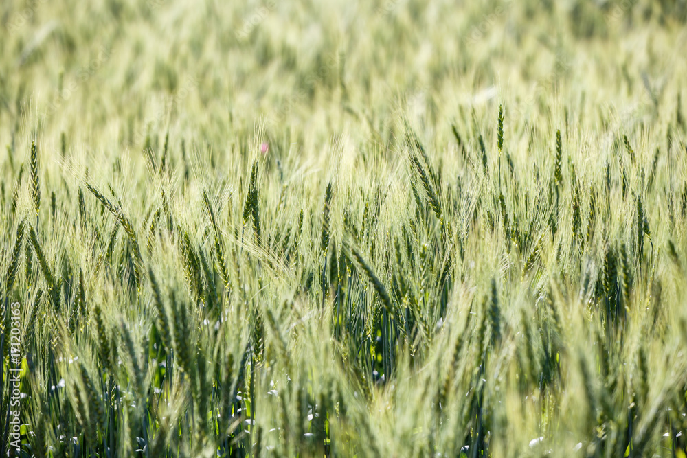 Green grass field Rich harvest wheat field Fresh crop of wheat. Green grass field Rich harvest wheat field Fresh crop of wheat.