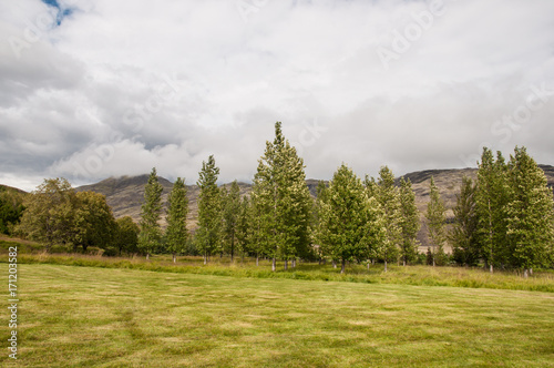 Trees in the landscape near Haukafell mountain in east Iceland photo