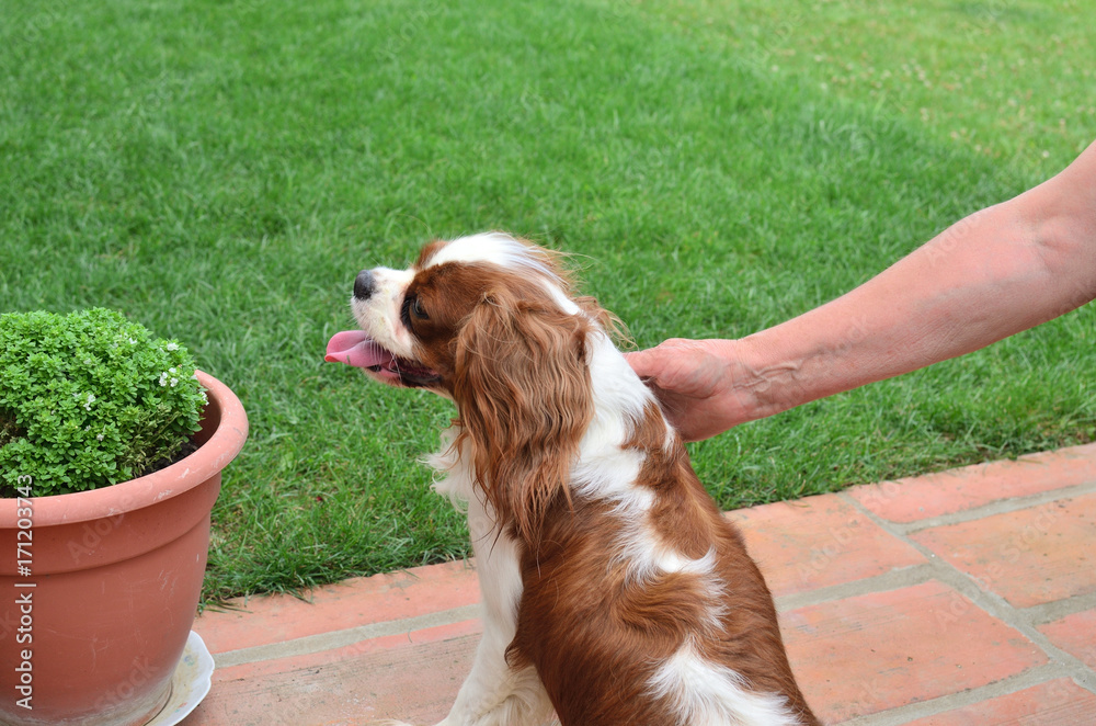 Adorable dog - Cavalier King Charles Spaniel - cuddled in a backyard