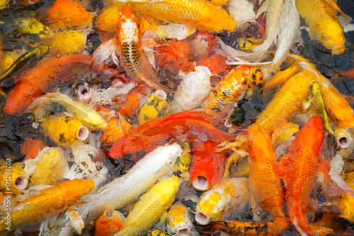 a lot of Fancy carp fish or colorful Koi fish eating food in the pond  soft focus picture