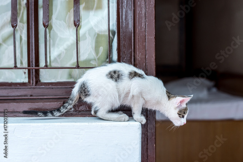 Animal : Cat prepare to jump. 