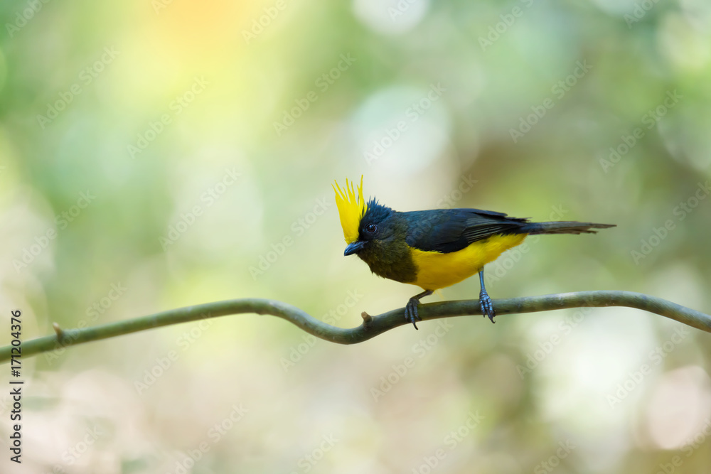 Naklejka premium Yellow crested bird perching on vine ,natural blurred background. Bird watching and photography is a good hobby to implant our forest conservation.