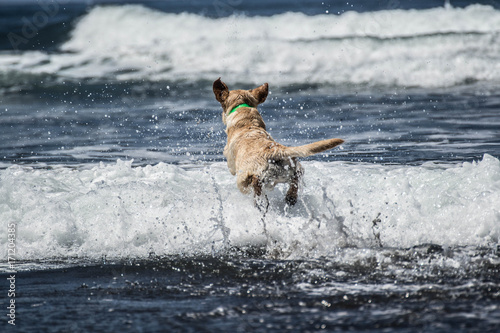 Diversion canina