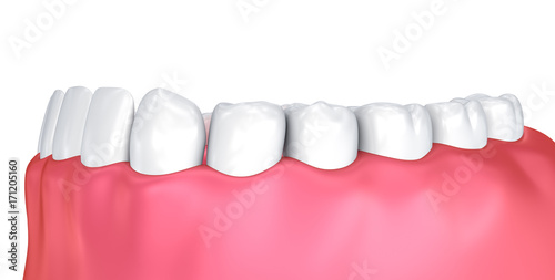 Mouth gum and teeth. Medically accurate tooth 3D illustration