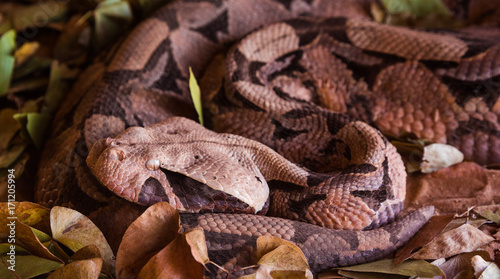 Gabon Viper