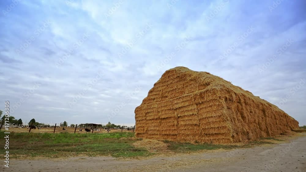 Haystack on livestock farm. High heap of straw on background of dairy farm. Straw for feeding cattle. Straw for feeding dairy cows on farm. Forage for cattle Haystack on livestock farm. High heap of straw on background of dairy farm. Straw for feeding cattle. Straw for feeding dairy cows on farm. Forage for cattle