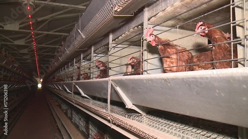 Chicken eggs and chickens eating food in farm Chicken eggs eating food in farm with eggs in tray photo