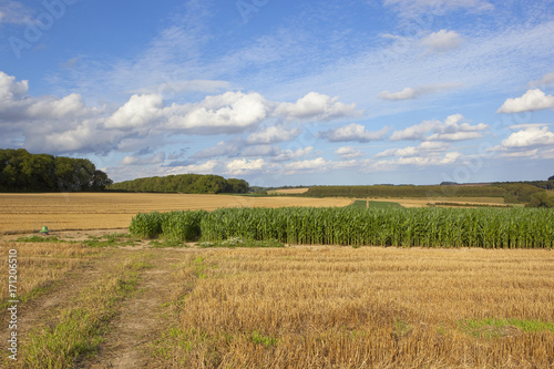 pheasant cover maize crop
