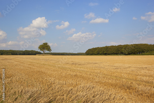 stubble field and woodland