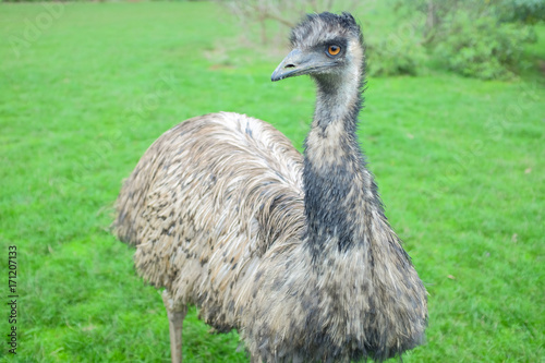 Big Emu stand on green field in wildlife park in Australia