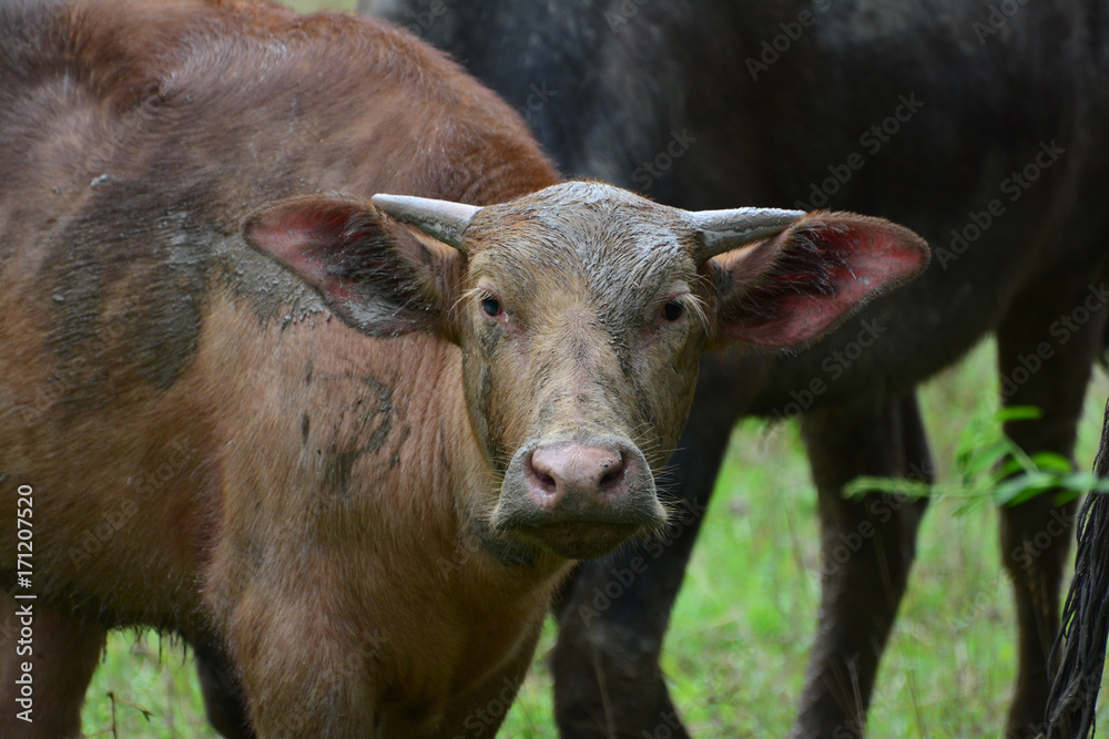 Fototapeta premium Buffalo herds in the fields in the morning.