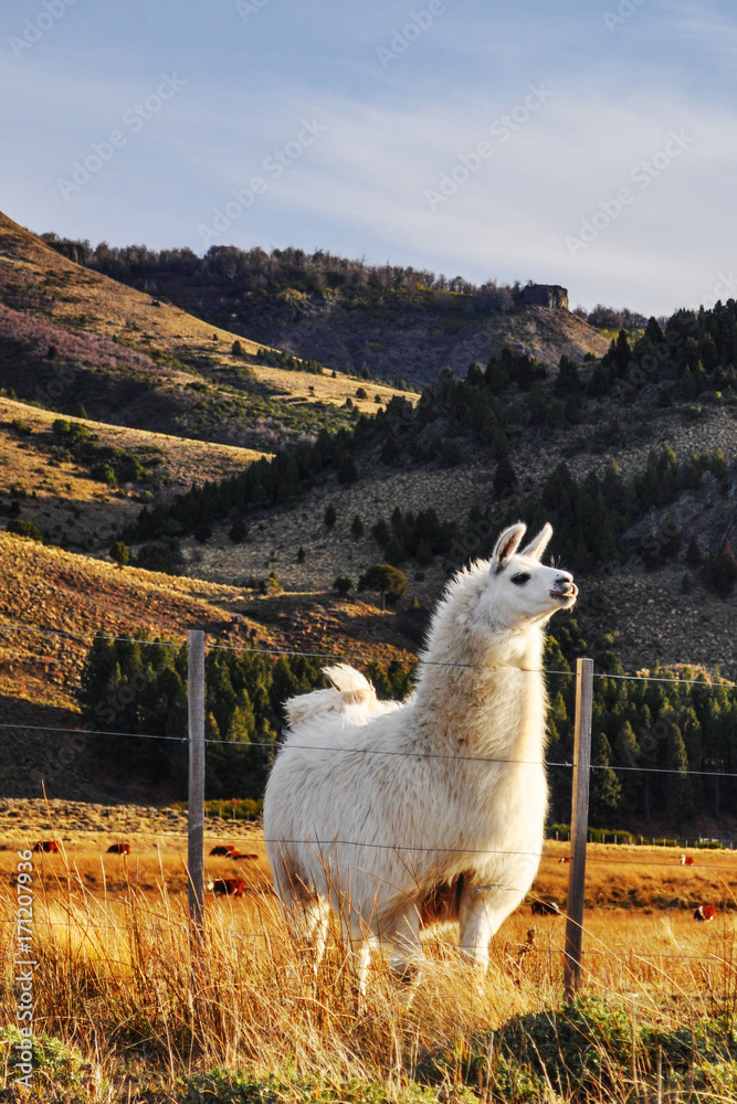 Naklejka premium Patagonian Llama