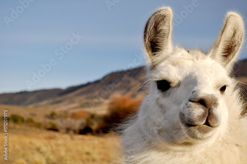 Patagonian Llama