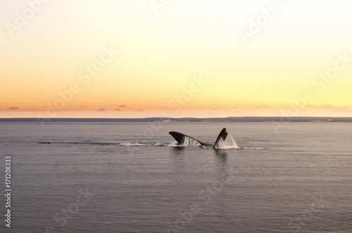 A whale at El Doradillo Beach in Puerto Madryin, Chubut Province, Argentina