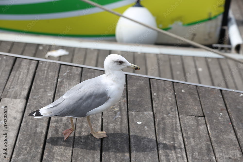 Obraz premium port de barcelone